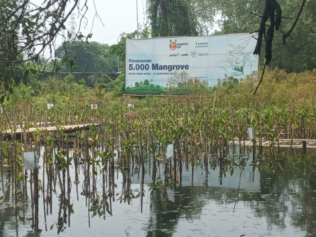 Apical Grup Wujudkan Penanaman 5.000 Mangrove di Blok Elang Laut Pantai Indah Kapuk - Teropong Rakyat