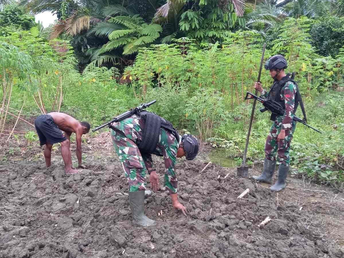 Satgas Yonif 310/KK Bantu Olah Lahan dan Tanami Singkong di Ladang Ikonius Kiapra - TeropongRakyat.co