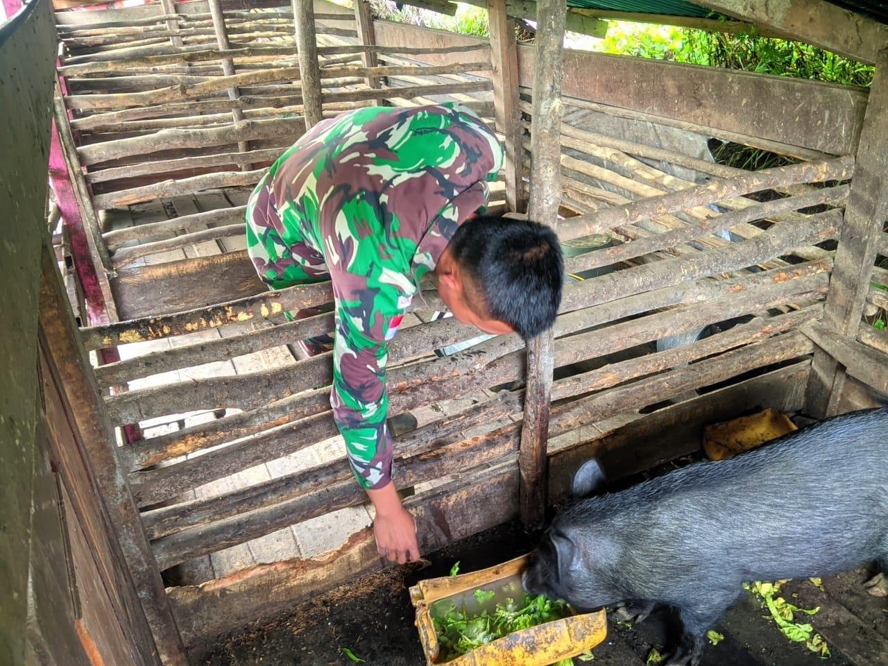 Satgas Yonif 509 Kostrad Beternak Babi Demi Tingkatkan Perekonomian