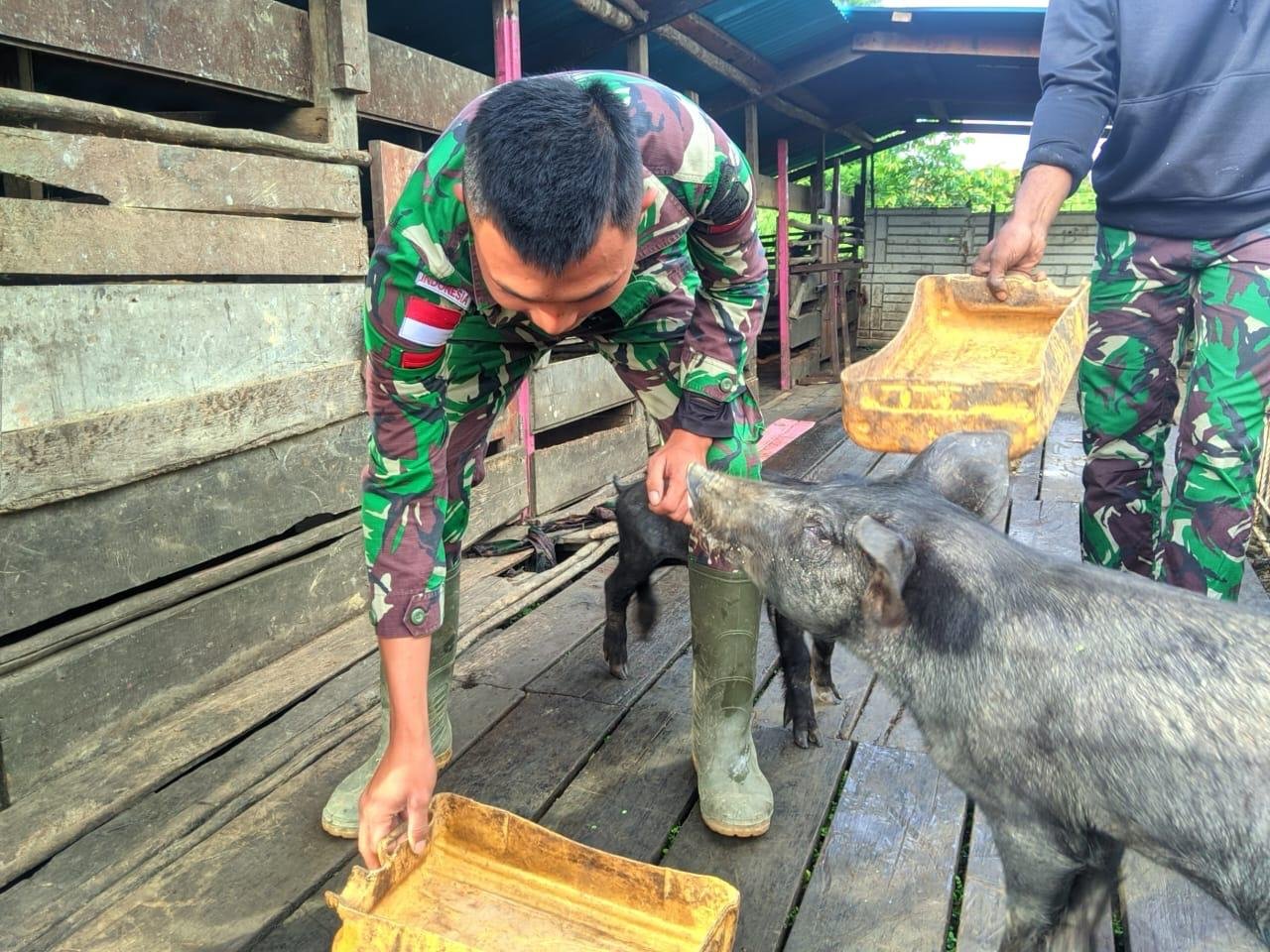 Satgas Yonif 509 Kostrad Beternak Babi Demi Tingkatkan Perekonomian - Teropongrakyat.co