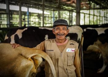 Menjaga Ketahanan Pangan melalui Pemberdayaan Peternak Sapi Perah Lokal - TeropongRakyat.co