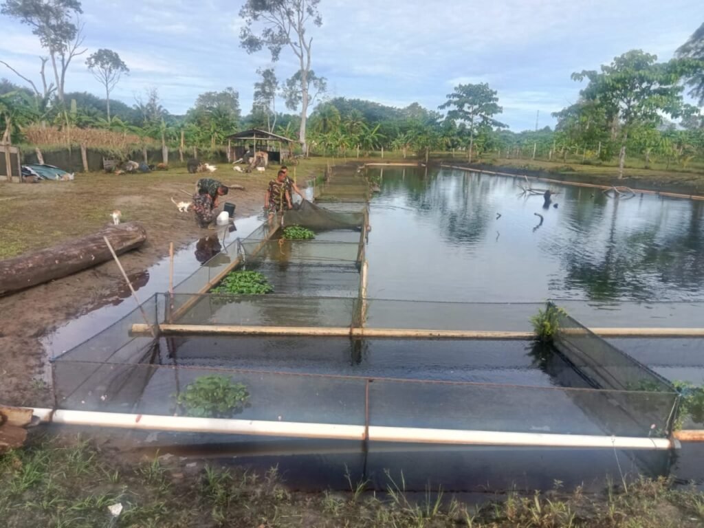 Wujudkan Ketahanan Pangan, Korem 012/TU Budidaya Benih Ikan Nila - Teropong Rakyat