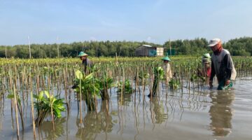 Selamatkan Pesisir Lewat Momentum Hari Menanam Pohon Nasional