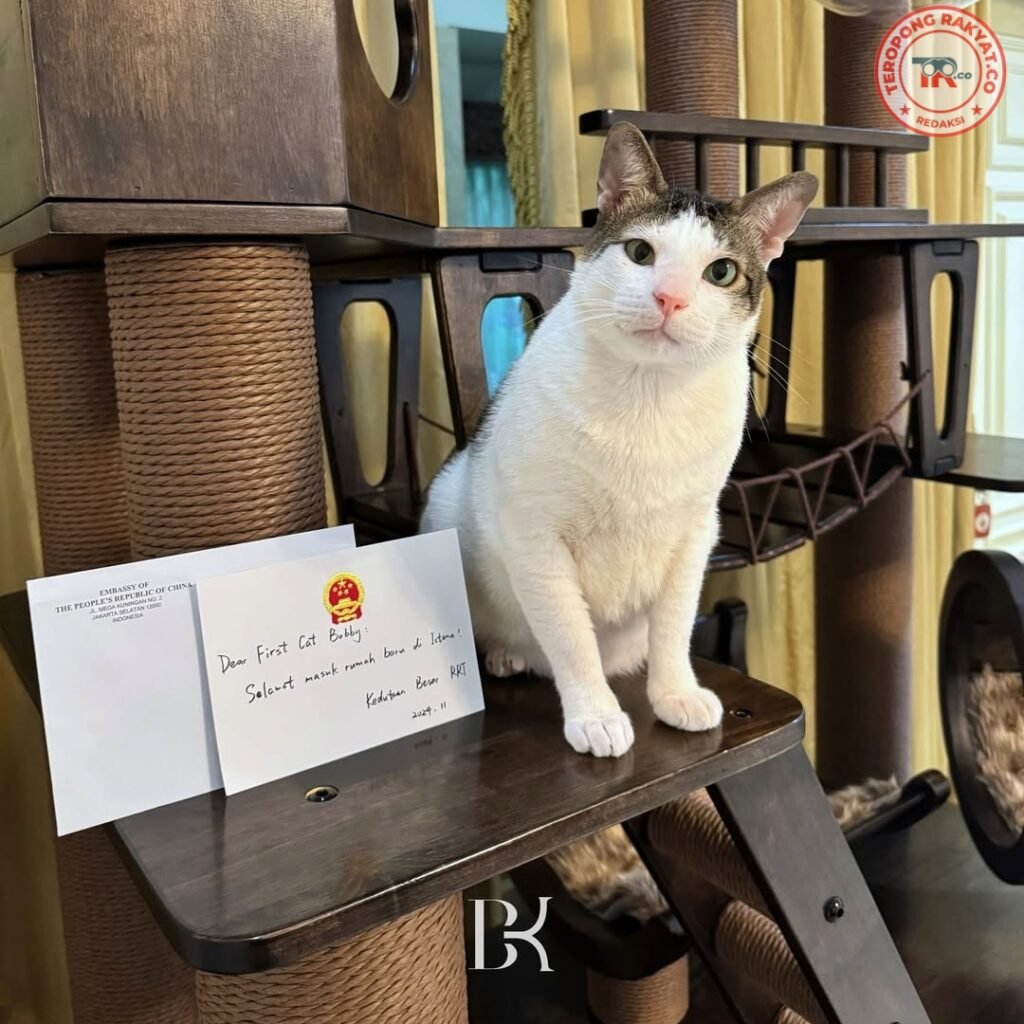 Bobby Kertanegara, Kucing Kesayangan Presiden Prabowo, Dapat Hadiah Istimewa dari China - Teropong Rakyat