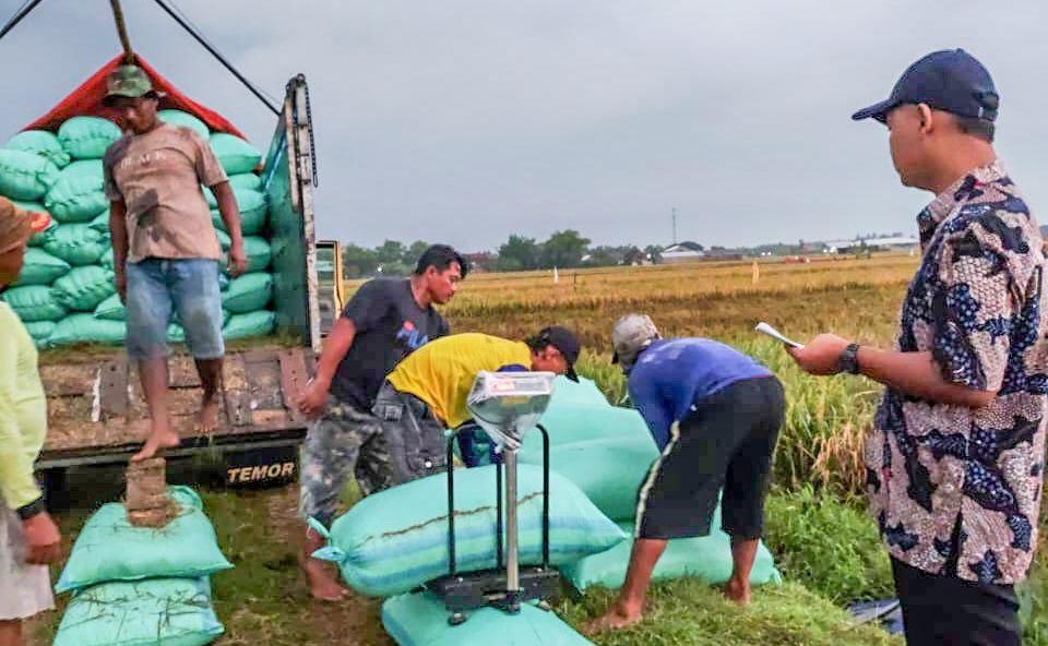 Serapan Gabah BULOG Tembus 300.000 Ton Setara Beras, Siap Hadapi Panen Raya 2025