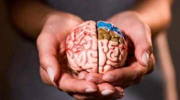 Nutrisi untuk Otak yang Tajam adalah Rahasia Konsentrasi dan Daya Ingat Prima