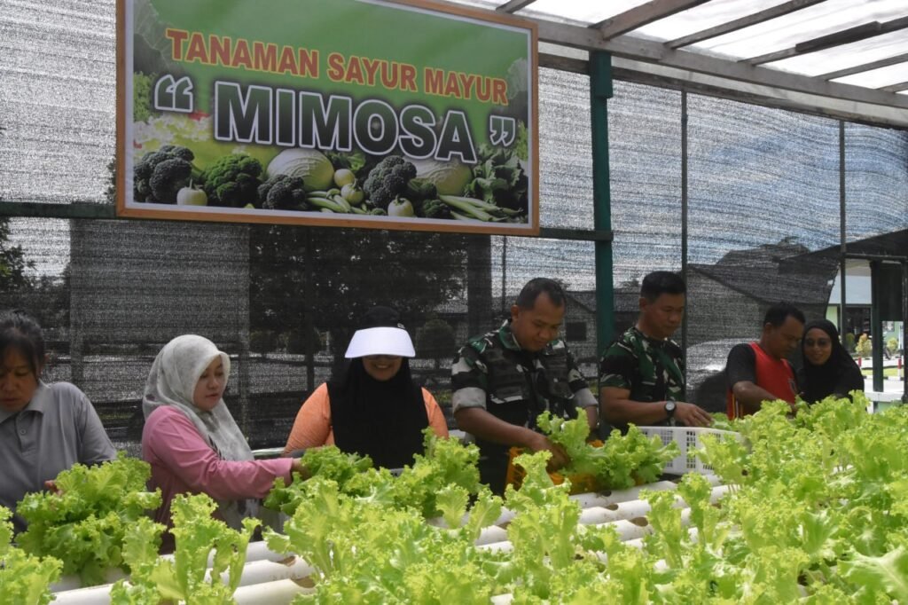Dandim 1710/Mimika Bersama Ketua Persit KCK Cab. XXXV Melaksanakan Panen Slada Di Kebun Hidroponik Mimosa Persit KCK Cab. XXXV Kodim 1710/Mimika - Teropong Rakyat