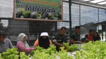 Dandim 1710/Mimika Bersama Ketua Persit KCK Cab. XXXV Melaksanakan Panen Slada Di Kebun Hidroponik Mimosa Persit KCK Cab. XXXV Kodim 1710/Mimika