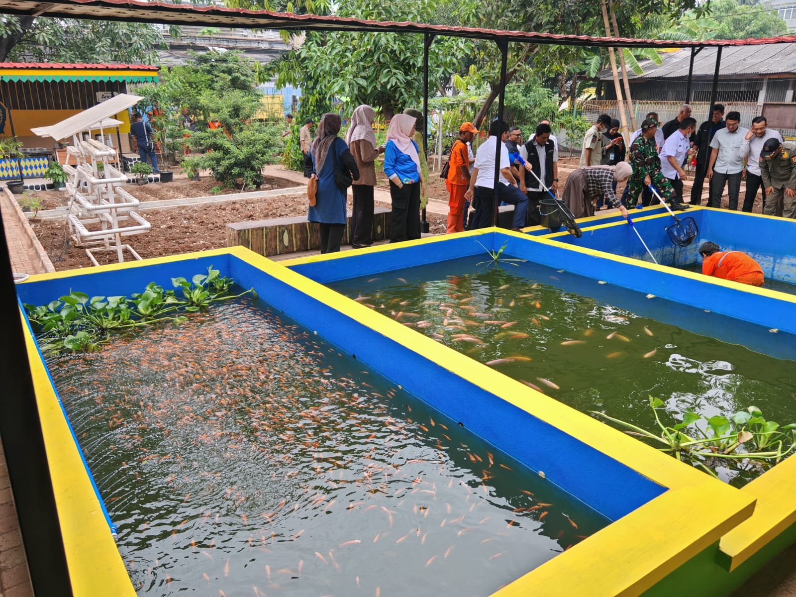 Dari Pelabuhan ke Kolam: Pelindo Sunda Kelapa Dukung Ketahanan Pangan Jakarta Utara