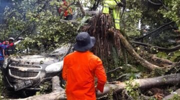 Angkot Tertimpa Pohon Tumbang di Sukasari, Lalu Lintas Macet Panjang