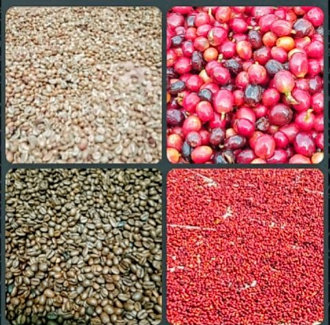 Portal Berita Indonesia dan Dunia Terkini Hari Ini, Update Harian Terbaru, Terlengkap, Tajam, Aktual dan Berimbang. Rahasia Kopi JANG EMAN: Petani Bandung Ubah Tradisi, Raih Cita Rasa Dunia - Teropong Rakyat