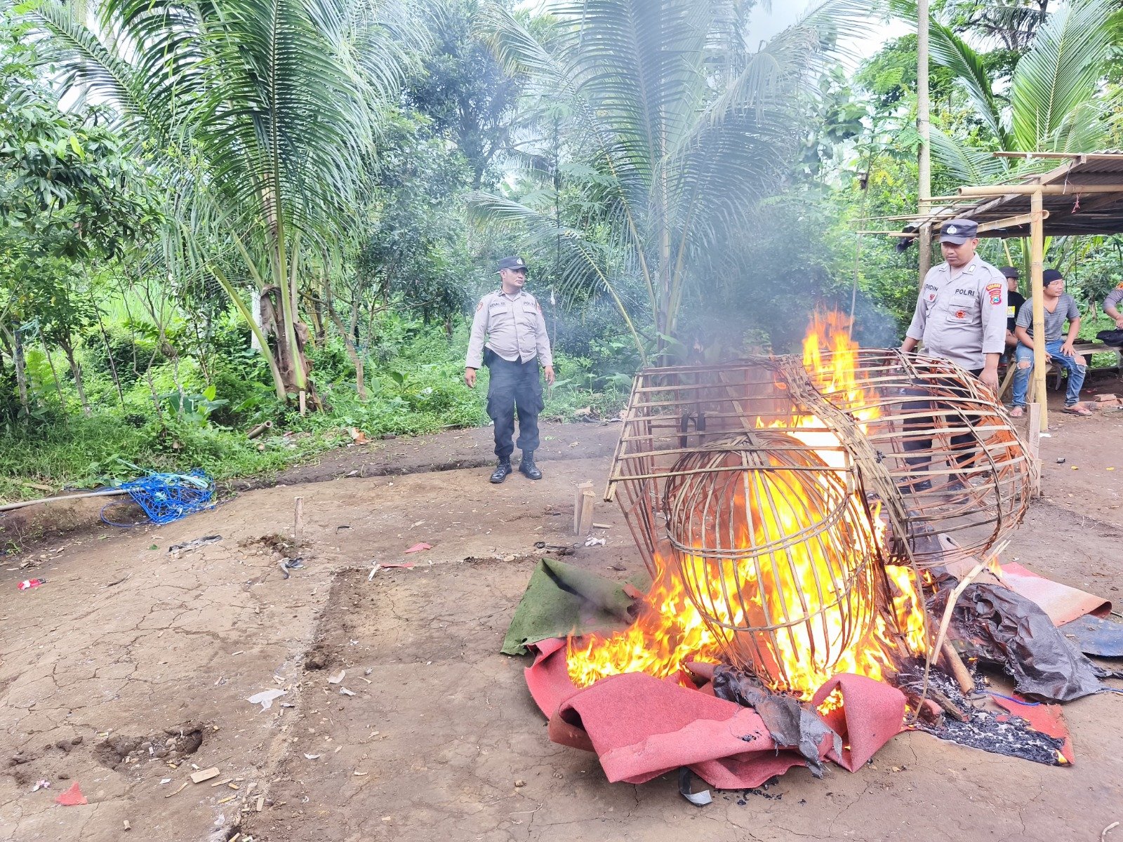 Polisi Tertibkan Arena Sabung Ayam di Dampit, Sarana Perjudian Dibakar*