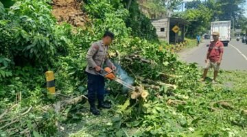 Pohon Tumbang di Pakisaji Malang, Polisi Evakuasi Usai Laporan Warga ke 110