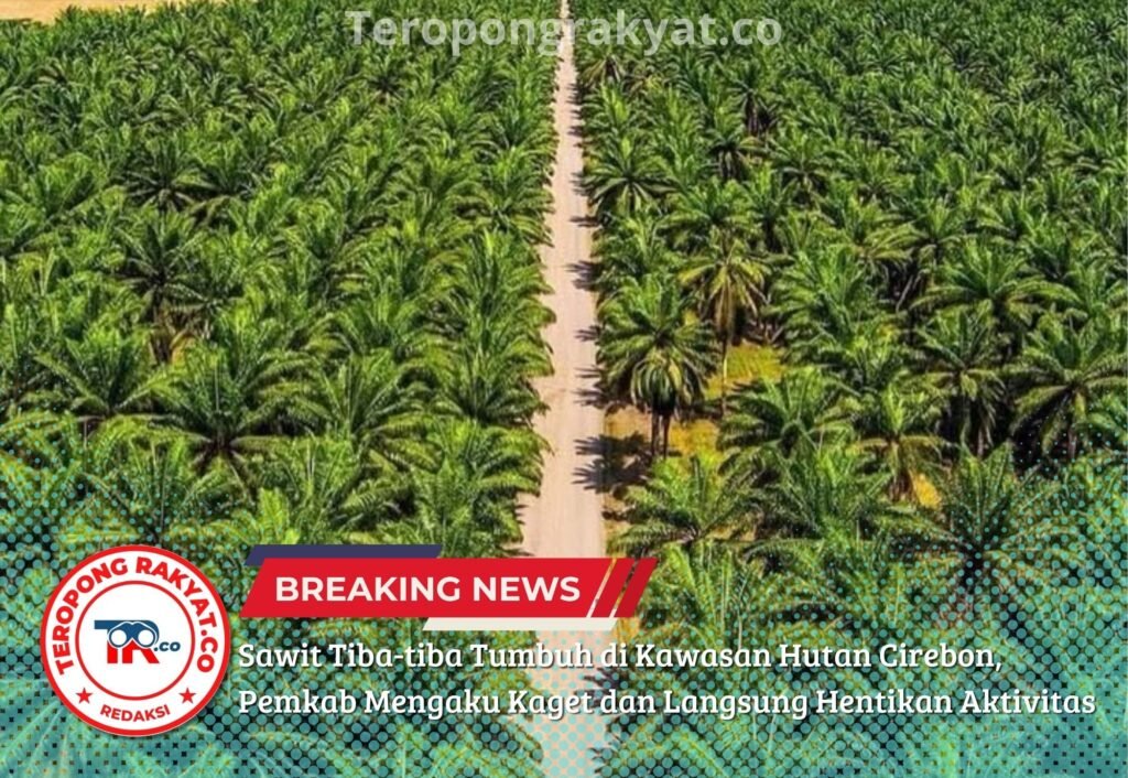 Sawit Tiba-tiba Tumbuh di Kawasan Hutan Cirebon, Pemkab Mengaku Kaget dan Langsung Hentikan Aktivitas - Teropong Rakyat