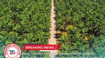 Sawit Tiba-tiba Tumbuh di Kawasan Hutan Cirebon, Pemkab Mengaku Kaget dan Langsung Hentikan Aktivitas