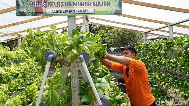 Menteri Imipas Agus Andrianto : Panen Raya 123 Ton di Awal 2026, Ditjenpas Transformasikan Lapas Jadi Pusat Ketahanan Pangan dan UMKM - Teropong Rakyat