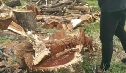 Pohon Peneduh Jalan Di Desa Pacarkeling Diduga "Ditebangi Secara Liar" Oleh Oknum Tak Dikenal - Teropong Rakyat