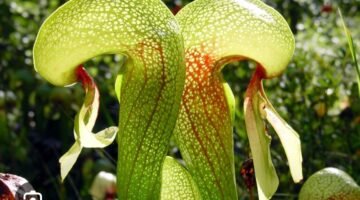 Misteri “Cobra Lily”: Tanaman Karnivora yang Mirip Ular Berbisik   