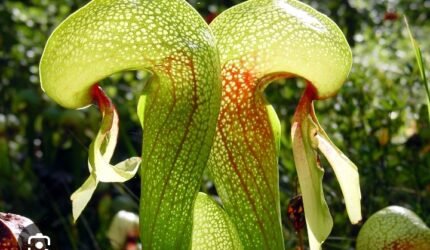 Misteri "Cobra Lily": Tanaman Karnivora yang Mirip Ular Berbisik   - Teropong Rakyat