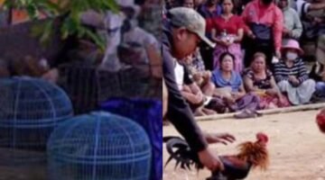 Diduga Dikelola Liuk, Arena Sabung Ayam di Demak Jadi Sorotan Publik