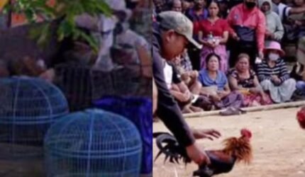 Diduga Dikelola Liuk, Arena Sabung Ayam di Demak Jadi Sorotan Publik - Teropong Rakyat