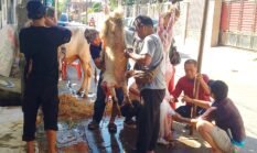 PWJU Gelar Penyembelihan Hewan Qurban, Ucapkan Terima Kasih kepada Para Donatur