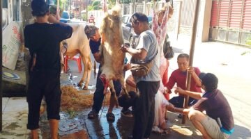 PWJU Gelar Penyembelihan Hewan Qurban, Ucapkan Terima Kasih kepada Para Donatur