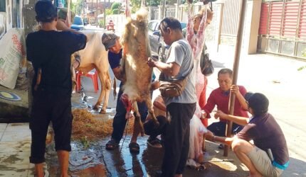 PWJU Gelar Penyembelihan Hewan Qurban, Ucapkan Terima Kasih kepada Para Donatur - Teropong Rakyat