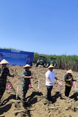 Gubernur Khofifah Pimpin Panen dan Tanam Tebu Serempak di Malang, Perkuat Langkah Jatim Menuju Swasembada Gula Nasional