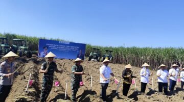 Gubernur Khofifah Pimpin Panen dan Tanam Tebu Serempak di Malang, Perkuat Langkah Jatim Menuju Swasembada Gula Nasional