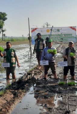 Danramil 0818-22/Tumpang Hadiri Gerakan Tanam Serentak Padi di Desa Pandanajeng