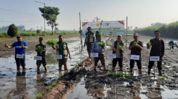Danramil 0818-22/Tumpang Hadiri Gerakan Tanam Serentak Padi di Desa Pandanajeng