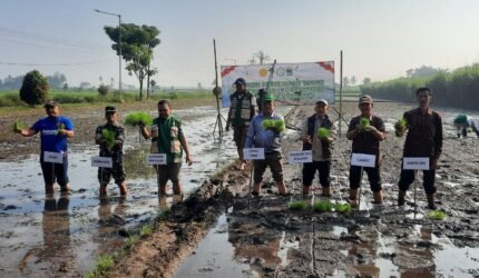 Danramil 0818-22/Tumpang Hadiri Gerakan Tanam Serentak Padi di Desa Pandanajeng - Teropong Rakyat