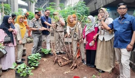Urban Farming KSO TPK Koja: Lahan Tersedia Berbuah Manfaat Ekonomi dan Lingkungan - Teropong Rakyat
