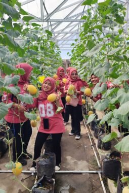 Liburan Produktif, Persit Koramil Pakisaji Edukasi Pertanian Lewat Wisata Panen Melon di Green House BUMDes