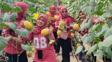 Liburan Produktif, Persit Koramil Pakisaji Edukasi Pertanian Lewat Wisata Panen Melon di Green House BUMDes