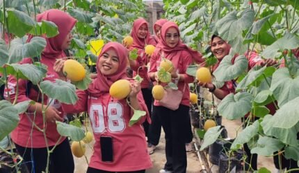 Liburan Produktif, Persit Koramil Pakisaji Edukasi Pertanian Lewat Wisata Panen Melon di Green House BUMDes - Teropong Rakyat