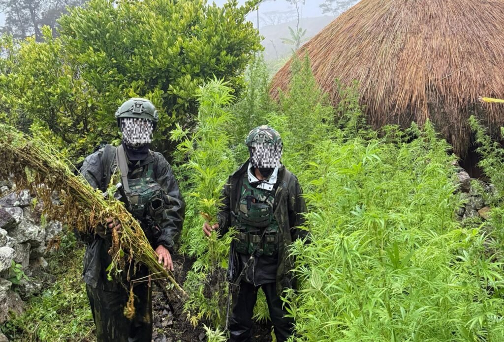 Langkah Tegas Demi Masa Depan Papua: 5.000 Batang Ganja Berhasil Diungkap Koops TNI Habema - Teropong Rakyat