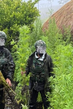 Langkah Tegas Demi Masa Depan Papua: 5.000 Batang Ganja Berhasil Diungkap Koops TNI Habema