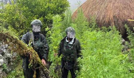 Langkah Tegas Demi Masa Depan Papua: 5.000 Batang Ganja Berhasil Diungkap Koops TNI Habema - Teropong Rakyat