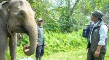 FGKI Dukung Kebijakan Menhut Raja Juli Antoni Perkuat Konservasi Gajah