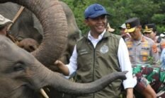 Kebijakan Menhut Dinilai Perkuat Posisi Indonesia dalam Konservasi Gajah Dunia