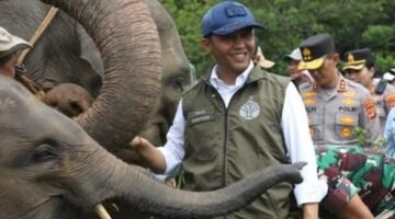 Kebijakan Menhut Dinilai Perkuat Posisi Indonesia dalam Konservasi Gajah Dunia