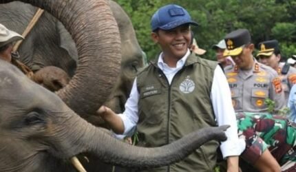 Kebijakan Menhut Dinilai Perkuat Posisi Indonesia dalam Konservasi Gajah Dunia - Teropong Rakyat