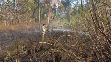 Api dari Pembakaran Daduk Hanguskan Lahan Tebu di Bantur, Damkar Malang Bergerak Cepat Cegah Merembet ke Permukiman