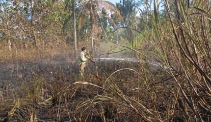 Api dari Pembakaran Daduk Hanguskan Lahan Tebu di Bantur, Damkar Malang Bergerak Cepat Cegah Merembet ke Permukiman - Teropong Rakyat