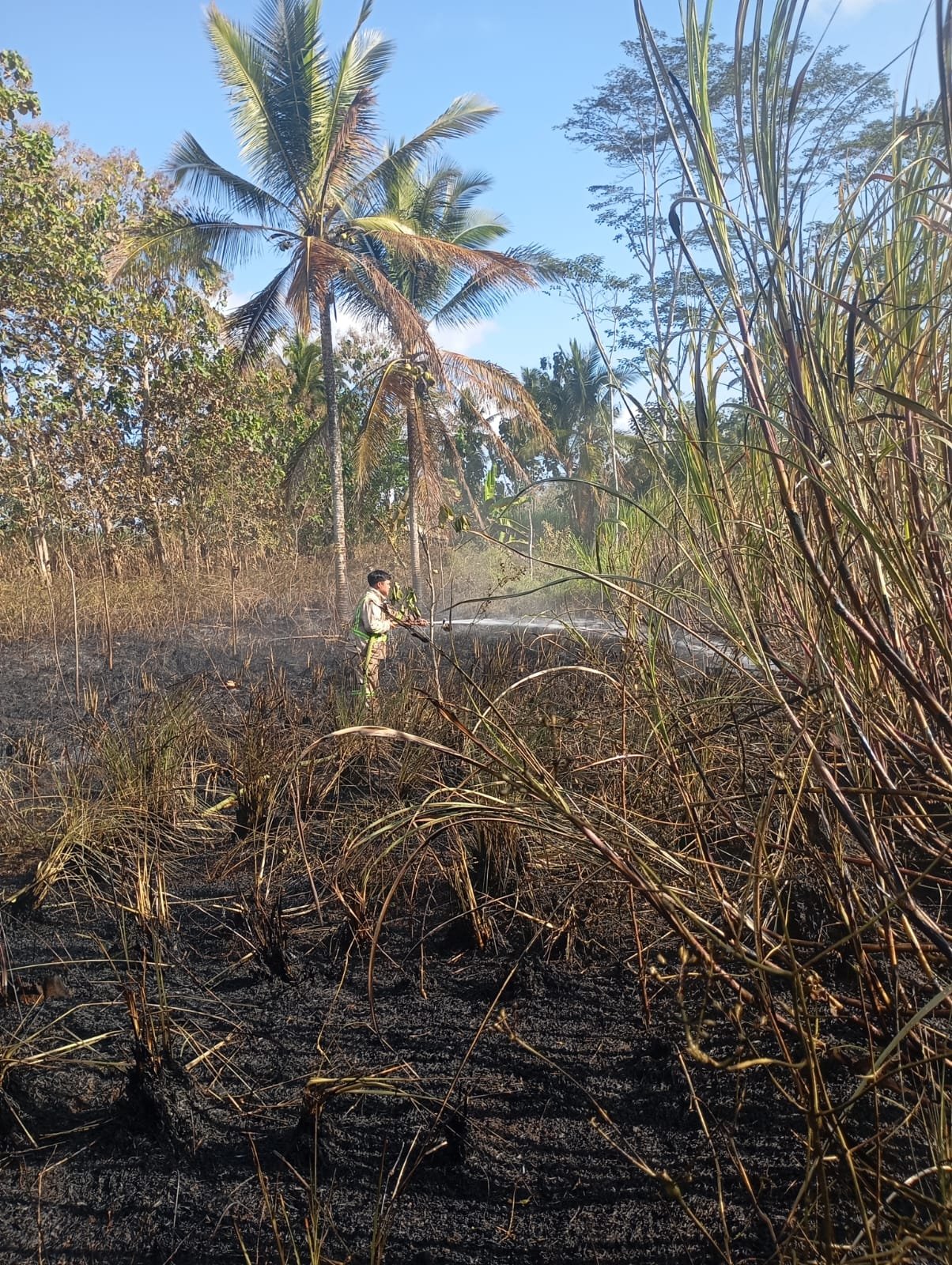 Api dari Pembakaran Daduk Hanguskan Lahan Tebu di Bantur, Damkar Malang Bergerak Cepat Cegah Merembet ke Permukiman