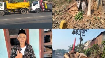 10 Pohon di Jalur Padat Kendalpayak Malang Mulai DiPangkas