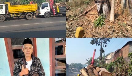 Rawan Tumbang,10 Pohon di Jalur Padat Kendalpayak Malang Mulai DiPangkas - Teropong Rakyat