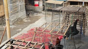 Respons Cepat Unit Resmob Polres Metro Jakarta Pusat Menindaklanjuti Dugaan Judi Sabung Ayam
